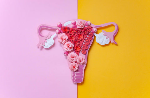 The women's reproductive system.